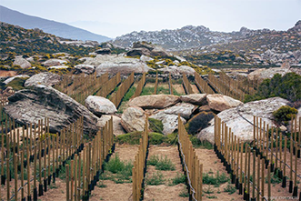 Vignobles de Pantelleria